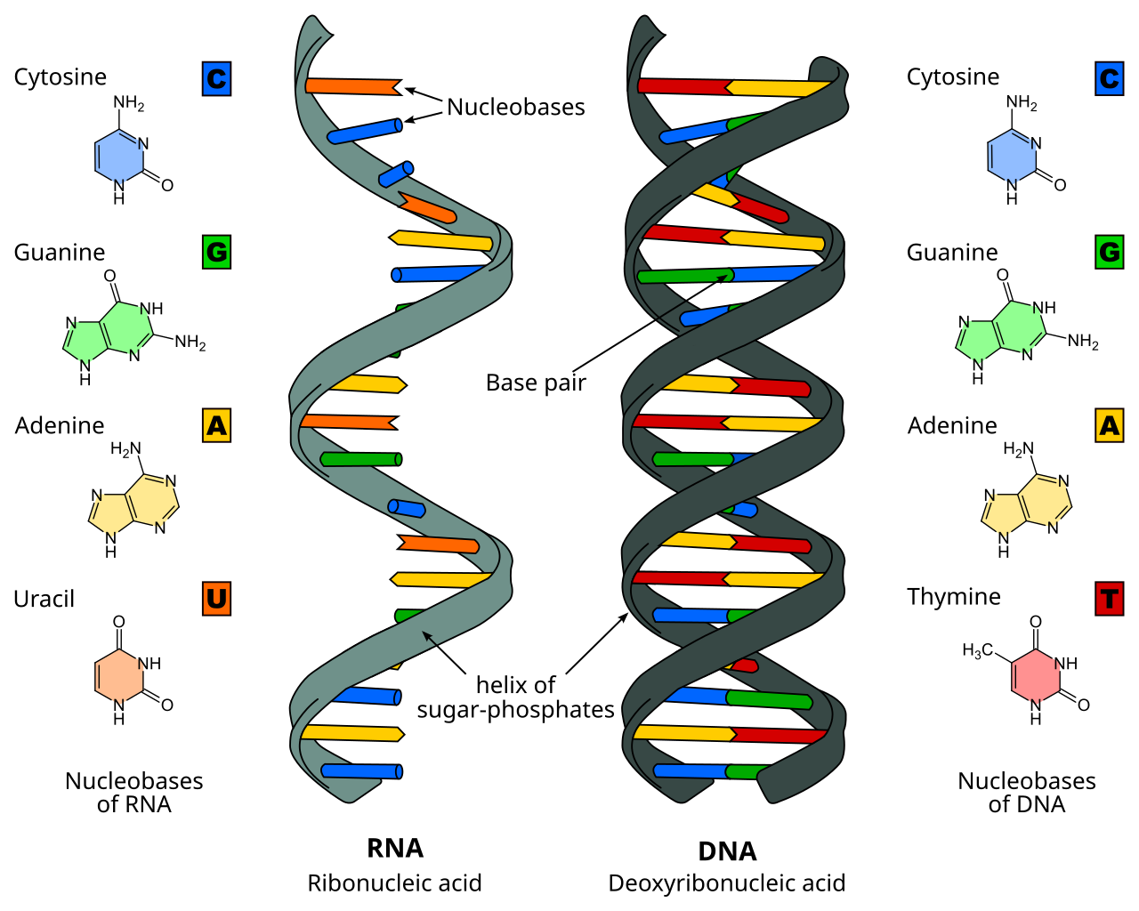 Comparison of RNA and DNA: RNA is a single helix with bases A, U, G, C; DNA is a double helix with bases A, T, G, C; both have a sugar-phosphate backbone and paired nucleobases.
