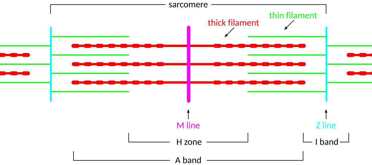 Structure of a sarcomere showing thick myosin filaments and thin actin filaments with the Z line, M line, A band, I band and H zone labelled