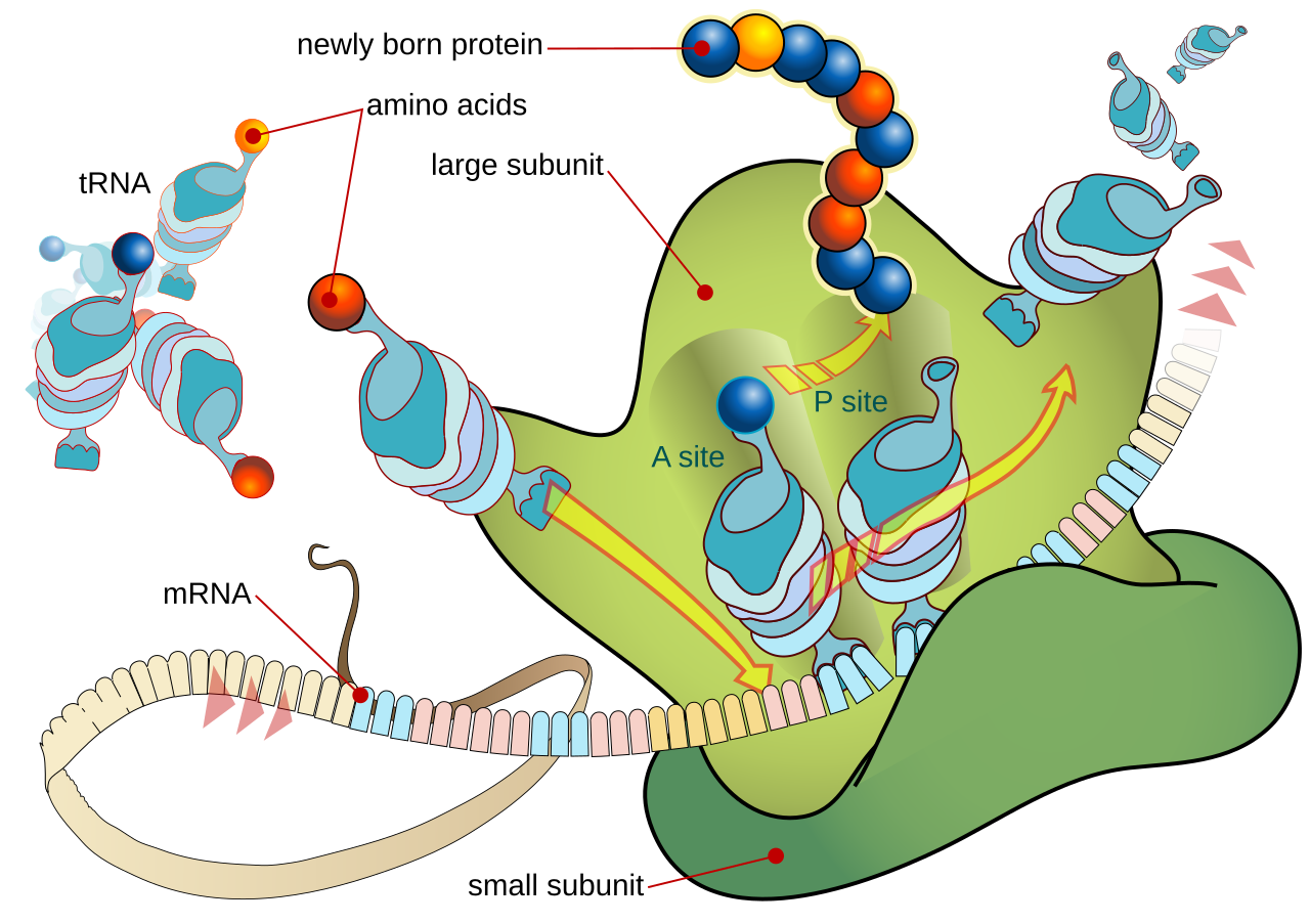 Translation at the ribosome showing mRNA, tRNA carrying amino acids, the A site and P site, large and small ribosomal subunits, and the growing polypeptide chain